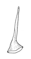 Sematophyllum uncinatum, operculum. Drawn from V.D. Zotov s.n., 3 Dec. 1933, CHR 9124.
 Image: R.C. Wagstaff © Landcare Research 2016 